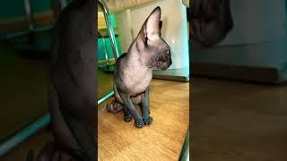 Лысая кошка сфинкс смешная sphynx cat