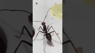 Camponotus singularis (Smith, F., 1858) #camponotus #shorts #shortvideo