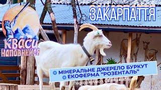 село Кваси - мінеральне джерело Буркут та екоферма Розенталь, Закарпаття #кваси #буркут #розенталь