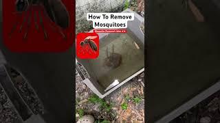 How To Get Rid Of Mosquitoes (Mosquito Removal #6). #shorts