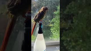Mitthu Conure having sunday bath
