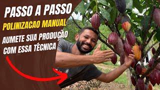 Como fazer polinização manual no cacaueiro, passo a passo.