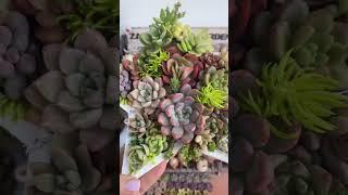 biến hình nà ️ #sondagarden #cactus #senđá #xuongrong #xươngrồng #senda #Senđáviệtnam #succulents