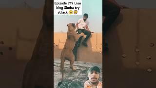 Episode 719 Lion king Simba try attack 