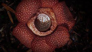 Corpse Flower Stinks of Death I The Green Planet I BBC Earth