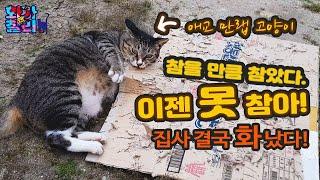 결국 집사를 폭발시킨 고양이의 행동! 더 이상은 못 참겠다.