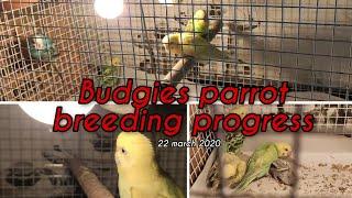 Budgies parrot breeding progress new update ||GS Birds Info ||