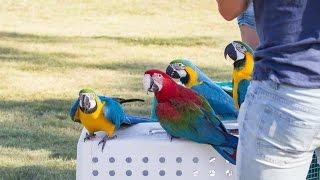 Free Flight Macaws