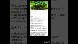 основные подкормки огурцов