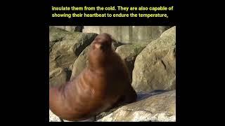 #shorts  #walrusrider  #sealions  #ytshorts  #viral  #amezingfacts