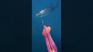 I thought Tuna only comes from sushi train…  #ejcadventures #tuna #spearfishing