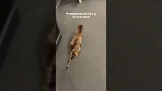 My cat tried to runaway again 🫩 #shorts