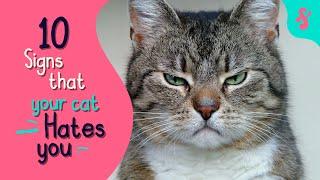  10 Signs That Your Cat Really HATES You | Furry Feline Facts 