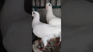 Imported German Beauty Homer Pigeon in Bangladesh. #Shorts