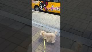 봉고차에 큰 캐릭터 보고 줄행랑.. 쫄보 살구 #강아지 #반려견 #강아지브이로그 #토이푸들 #poodle #산책