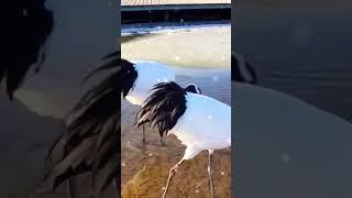 Beautifull Duck Birds are catching Fish from the River #shortsreel #shortvideo #cute #ducks #birds