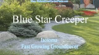 Blue Star Creeper-Fast Growing Groundcover