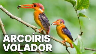 Arcoíris Volador | Documental sobre la naturaleza