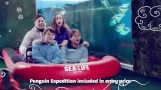 SEA LIFE Penguin Expedition - Now Open!
