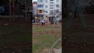 Жители квартала В-8 в Волгодонске жалуются на стаи агрессивных собак. 🫣