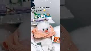 [{lalafanfan уточки из тик тока видео}]