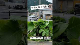 奄美大島　いろいろ隠れてるよ〜️️おはよございます(・∀・)ノ
