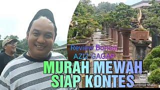 CEMARA SIAP KONTES DISINI || Aziz Gagap Review Bonsai