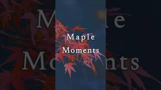 Maple Moments #healingmusic #nature #naturemusic #relaxingmusic #sleepmusic #maple #relaxing