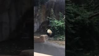 Panda at San Diego Zoo