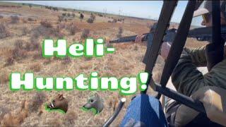 Helicopter Pig Hunting - Predator Control in Oklahoma - 2022