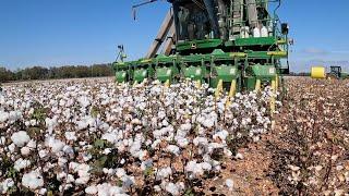 LONG DAYS IN THE COTTON FIELDS