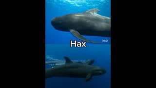 Long-Finned Pilot Whale vs False Killer Whale #falsekillerwhale