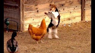 Ozzy Man Reviews: Chook vs Corgi vs Duck