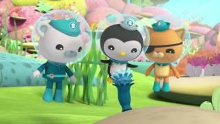Octonauts: Cutest Creatures!
