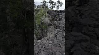 Trees growing in the Jiant Crack on the Big Island of Hawaii