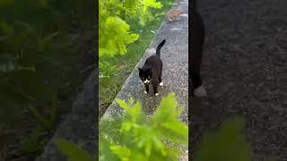 Cats