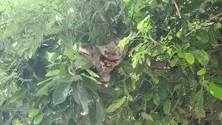 Sloth, Parque del Centenario, Cartagena, Colombia