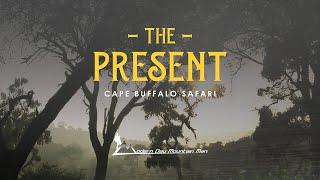 The Present - Wild African Cape Buffalo Safari