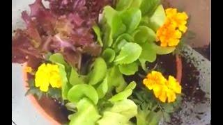 How To Create A Lettuce Container with the Grumpy Gardener | Southern Living