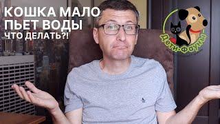 Как заставить кошку пить? 5 способов | Кошка не пьет воду