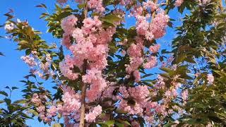 Magic blossom of Sakuras gives incredible emotions in Odessa, Ukraine