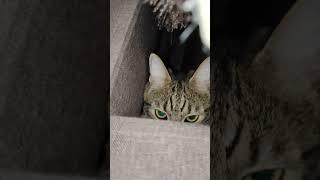                                                   #cat #markiz #new #shorts