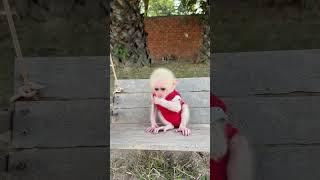 #babymonkey #monkey Duke #smart monkey #funny monkey #adorable monkey