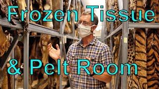 Museum of Vertebrate Zoology - Frozen Tissue and Pelt Rooms