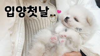 인형인줄 ... 아기 강아지 입양했어요 [ 2개월 포메라니안 ep.1 ]