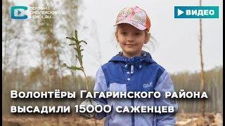 Волонтёры Гагаринского района высадили 15000 саженцев