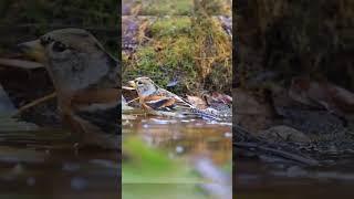 brambling takes a bath