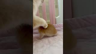 공부좀해!! 브리티쉬숏헤어 #고양이브이로그 #고양이영상 #고양이일상 #catlover #고양이 #catvideo #cat #cats #브리티쉬 #브리티쉬숏헤어