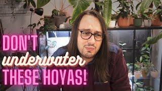 Hoyas That Need More Water & How To Grow Them!