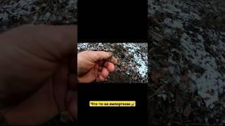 Чешуйка Ивана Грозного xlv века #чешуйка #чешуя #монета #серебро #монетачешуя #металлокоп #коп